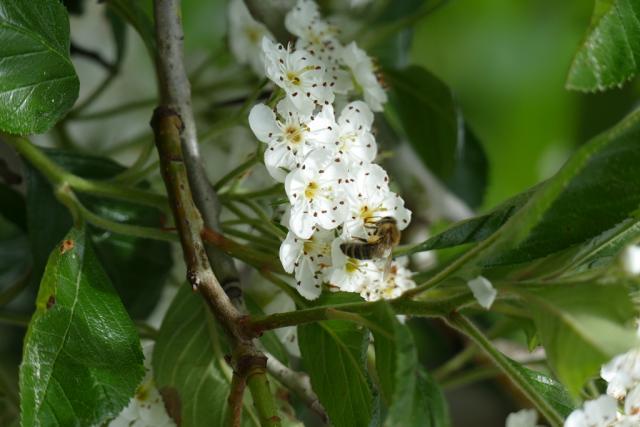 Crataegus lavallei 'Carrierei'