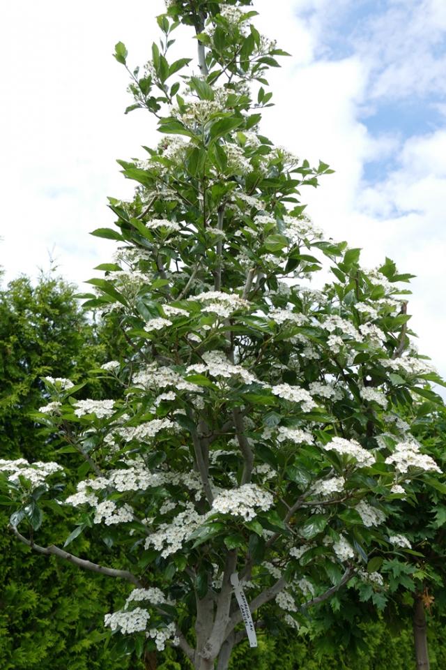 Crataegus lavallei 'Carrierei'