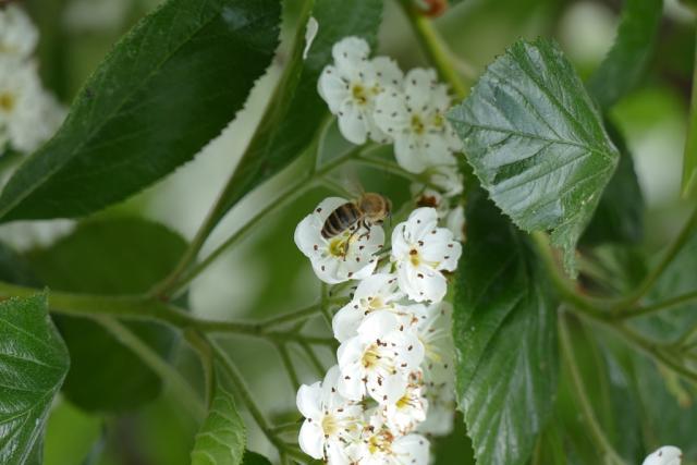 Crataegus lavallei 'Carrierei'