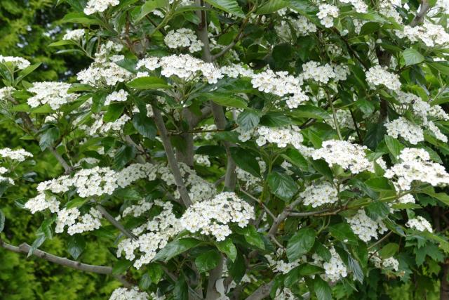 Crataegus lavallei 'Carrierei'