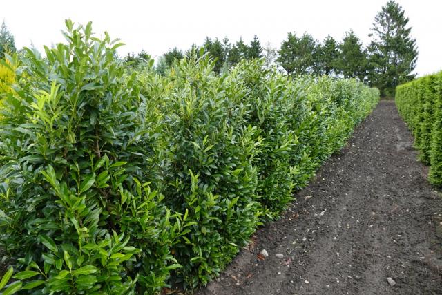 Prunus lauroc. 'Herbergii'