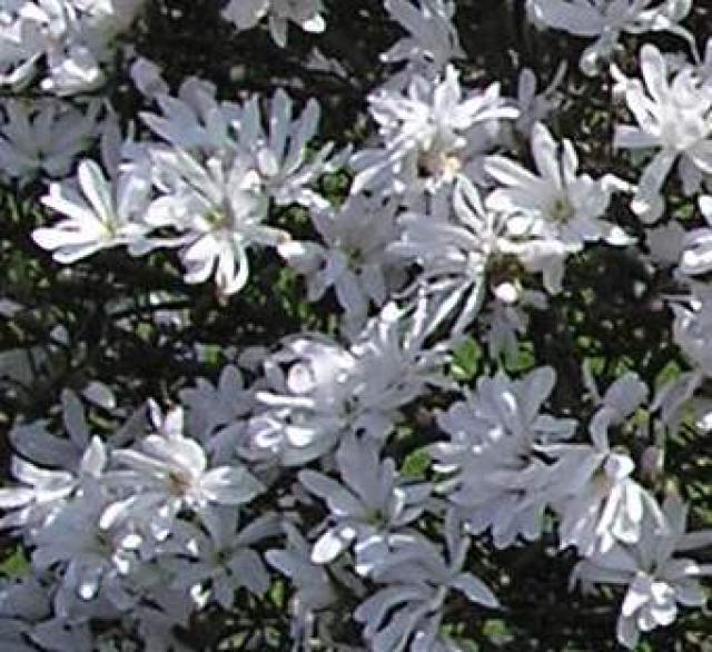 Magnolia kobus