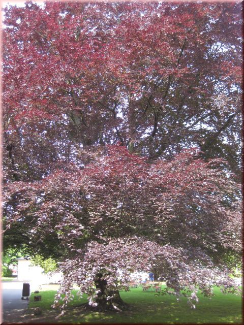 Fagus sylvatica 'Purpurea'