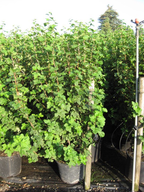 Ribes sanguineum 'Atrorubens'