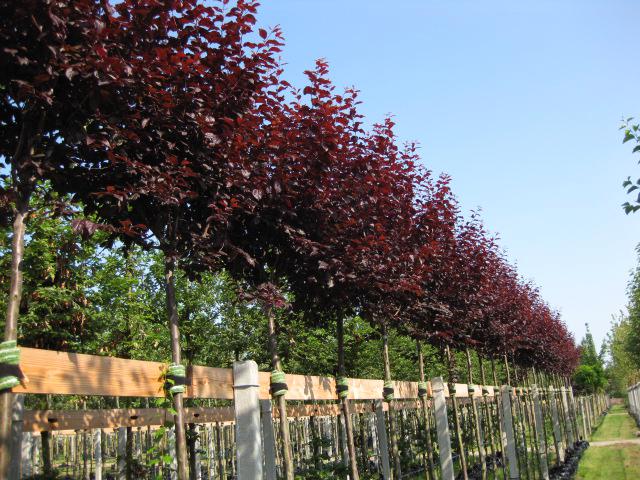 Prunus cerasifera 'Nigra' CAC