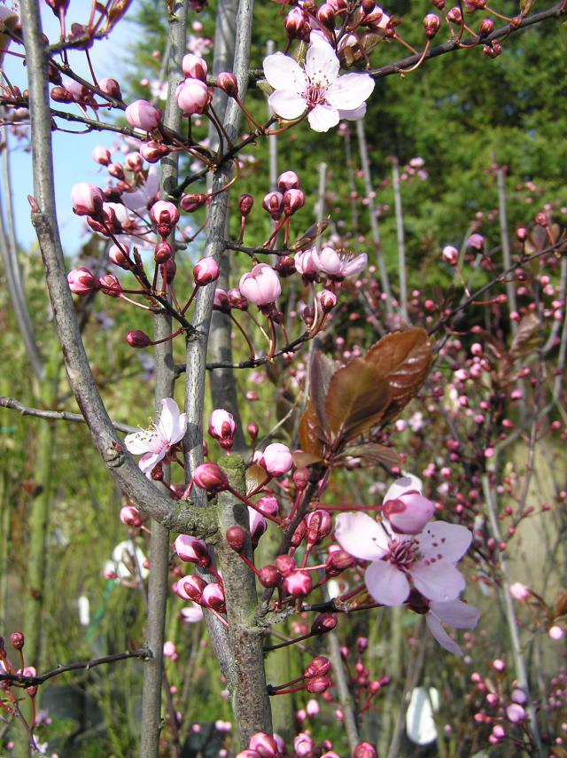 Prunus cerasifera 'Nigra' CAC