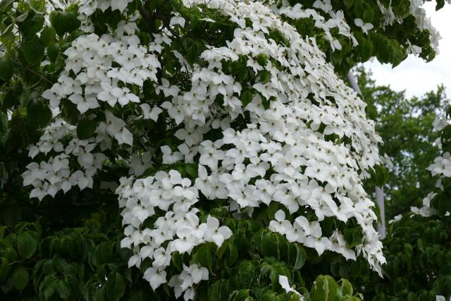 Cornus kousa 'China Girl'