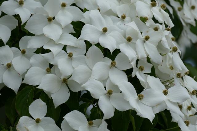 Cornus kousa 'China Girl'