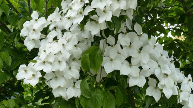 Cornus kousa 'China Girl'