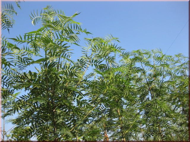 Sorbus 'Dodong'