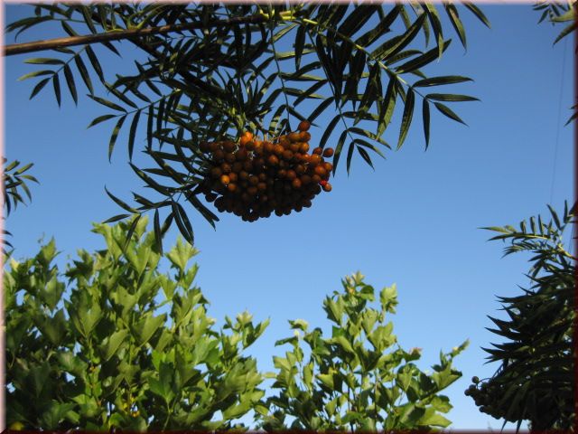 Sorbus 'Dodong'