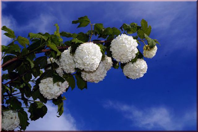 Viburnum opulus 'Roseum'