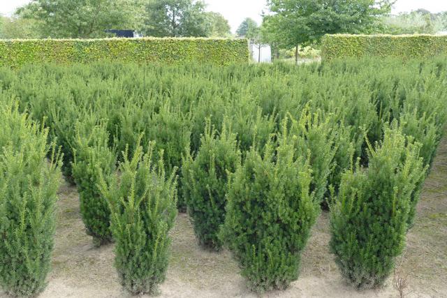 Taxus media 'Hillii'