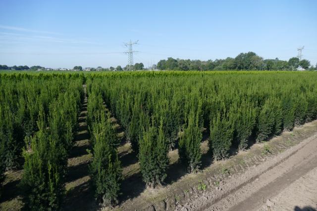 Taxus media 'Hillii'