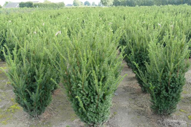 Taxus media 'Hillii'