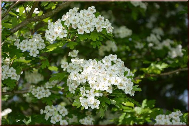 Crataegus monogyna