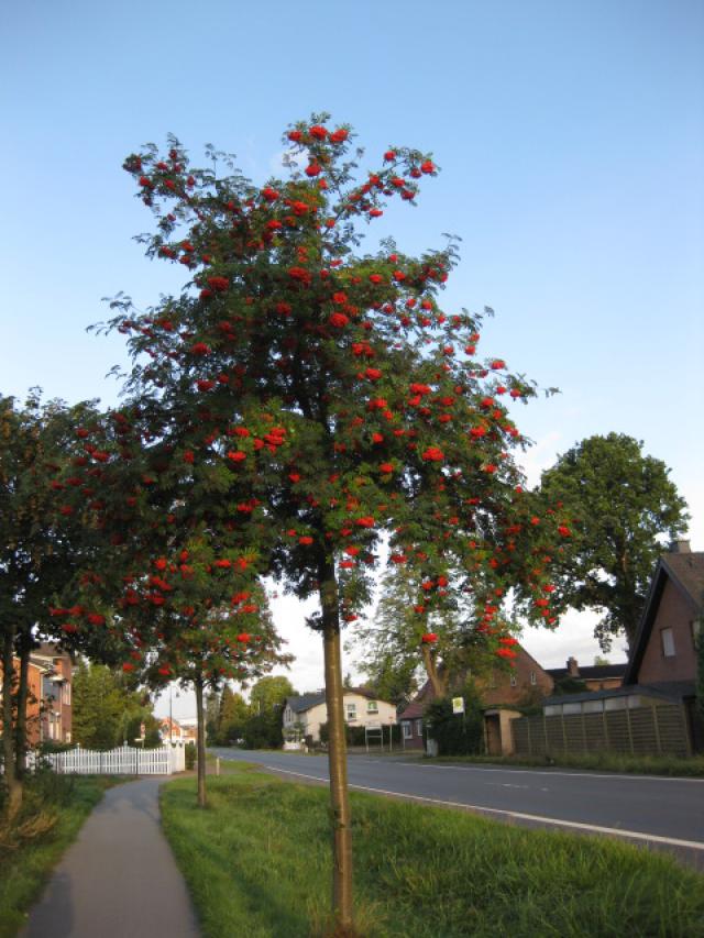 Sorbus aucuparia 'Edulis'