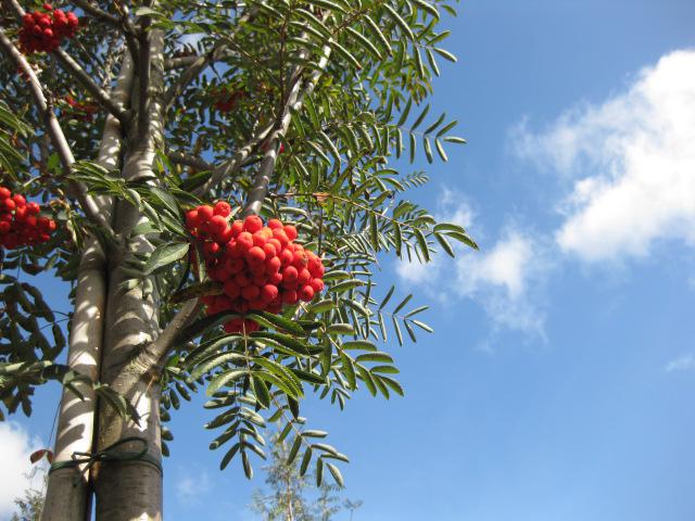 Sorbus aucuparia 'Edulis'