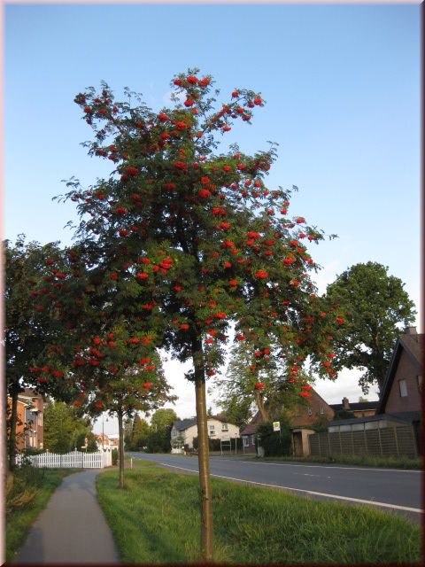 Sorbus aucuparia 'Edulis'