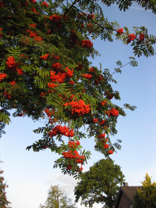 Sorbus aucuparia 'Edulis'