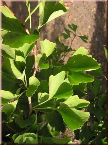 Ginkgo biloba