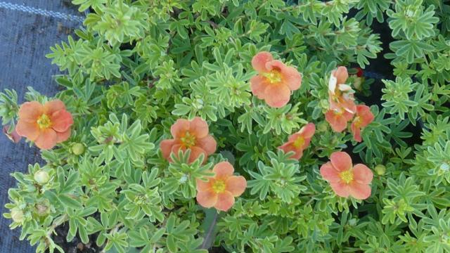 Potentilla fruticosa 'Red Ace'