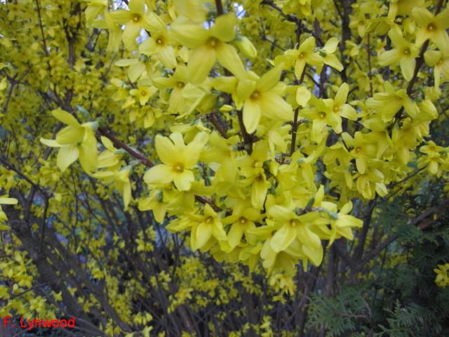 Forsythia 'Lynwood'