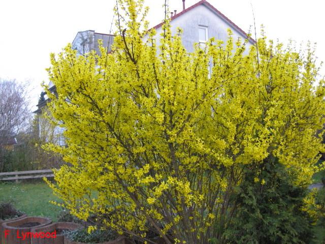 Forsythia 'Lynwood'