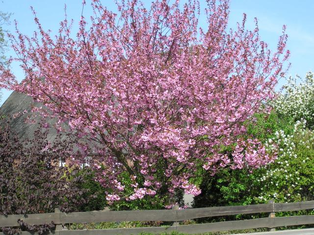 Prunus 'Accolade' CAC