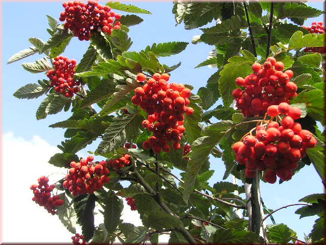 Sorbus aucuparia