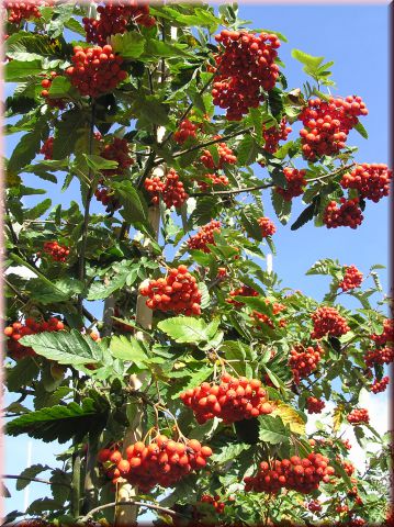 Sorbus aucuparia