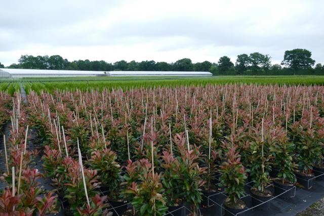 Photinia fraseri 'Red Robin'