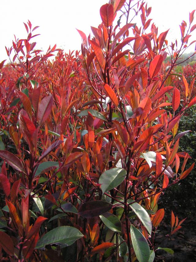 Photinia fraseri 'Red Robin'