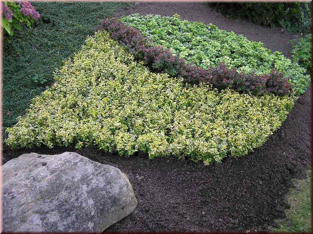 Euonymus fortunei 'Emerald'n Gold'