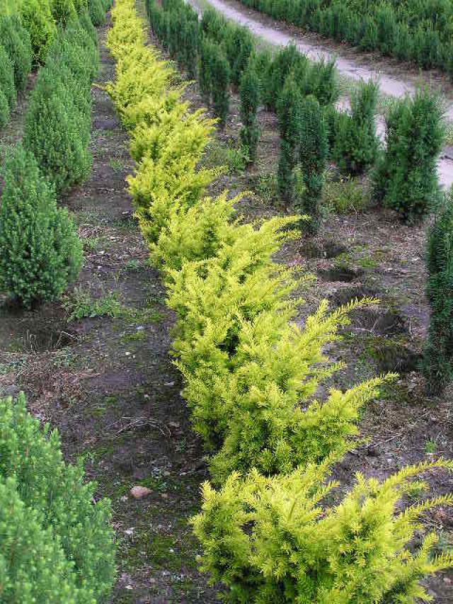 Taxus baccata 'Semperaurea'