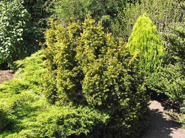 Taxus baccata 'Semperaurea'