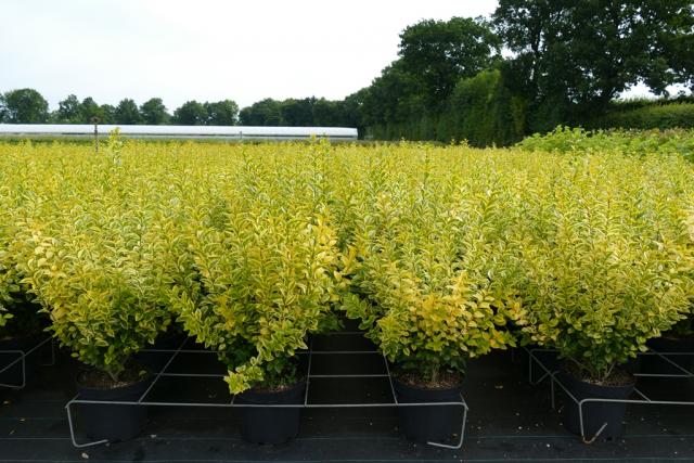 Ligustrum ovalifolium 'Aureum'