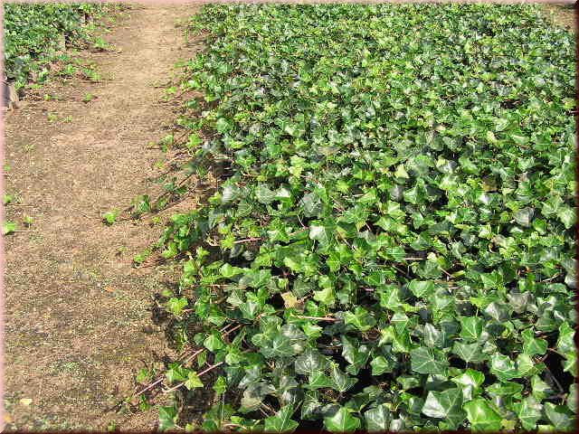 Hedera helix 'Hibernica'