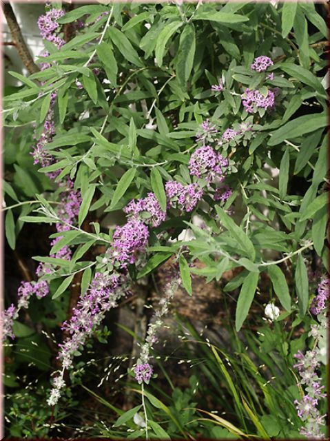 Buddleja alternifolia