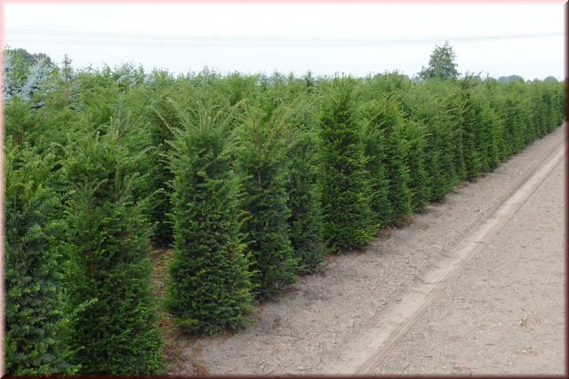 Taxus baccata