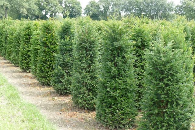 Taxus baccata