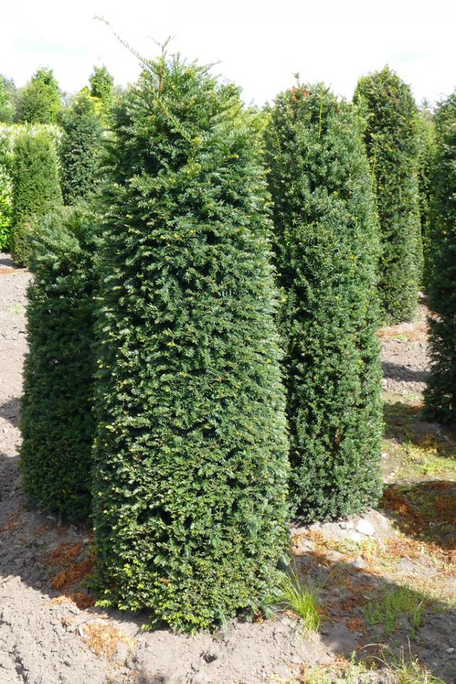 Taxus baccata