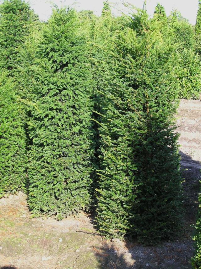 Taxus baccata