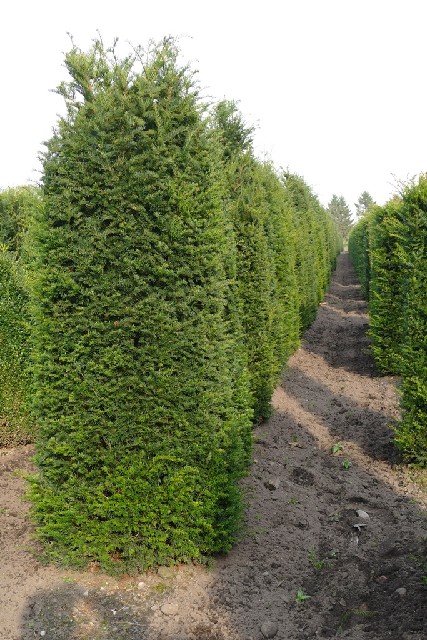 Taxus baccata