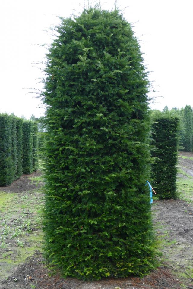 Taxus baccata