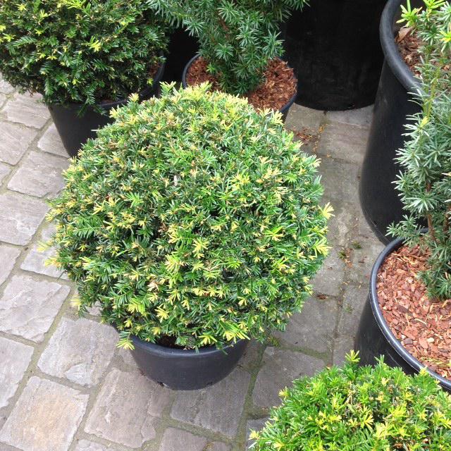 Taxus baccata