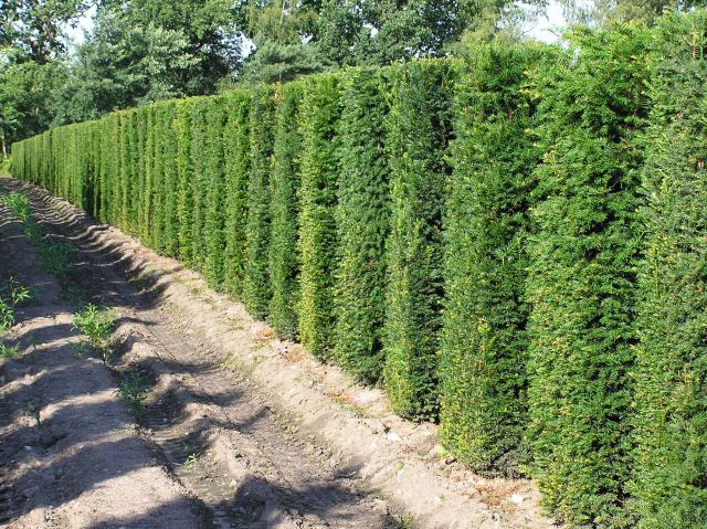 Taxus baccata - Heckenelement