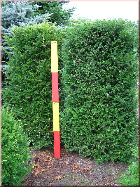 Taxus baccata - Heckenelement