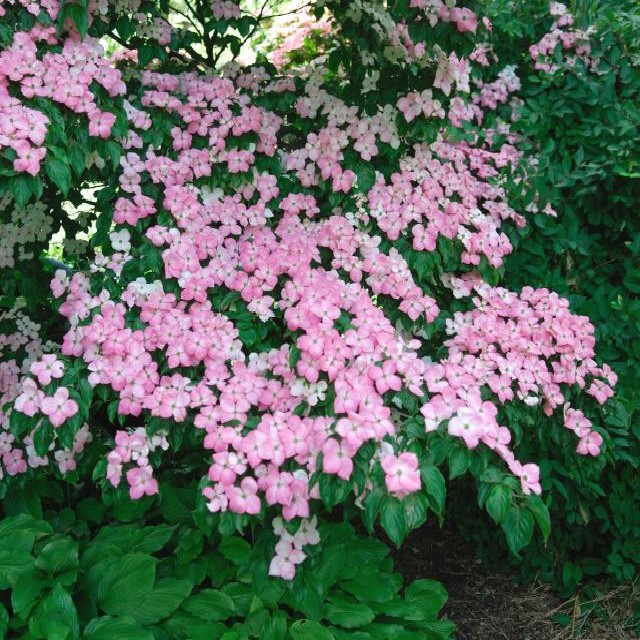 Cornus kousa 'Satomi' ®