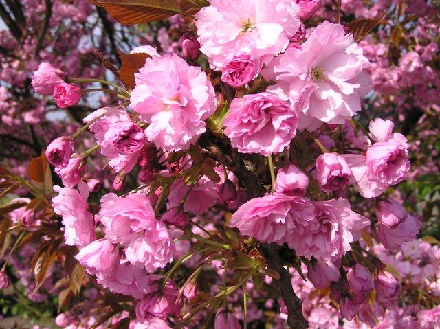 Prunus serrulata 'Kanzan'CAC